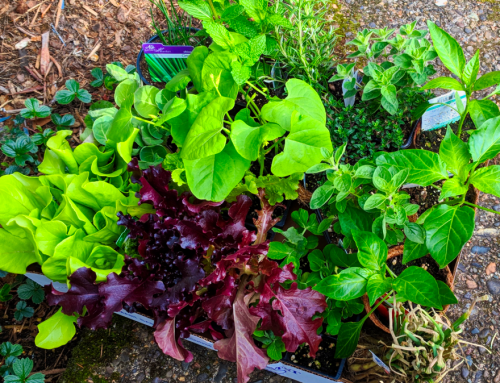 Walking and the well-grounded non-gardener